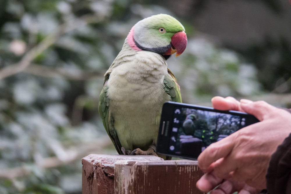 Alexandrine parakeet 1