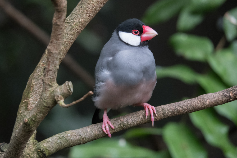 java sparrow