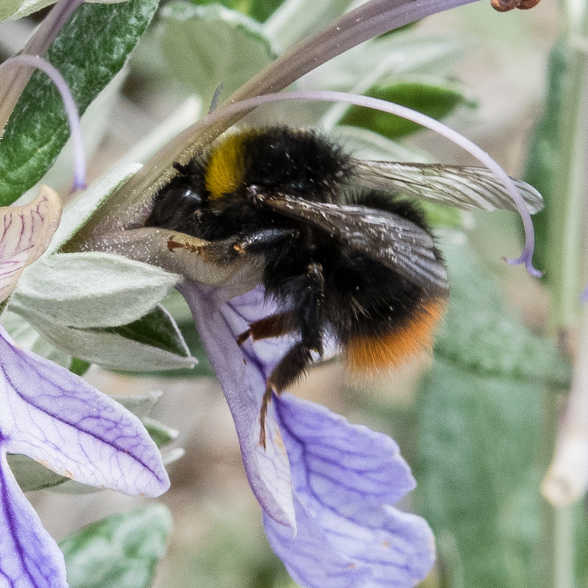 bee teuchrium 2