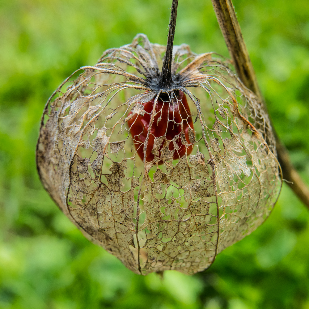 chinese lantern3