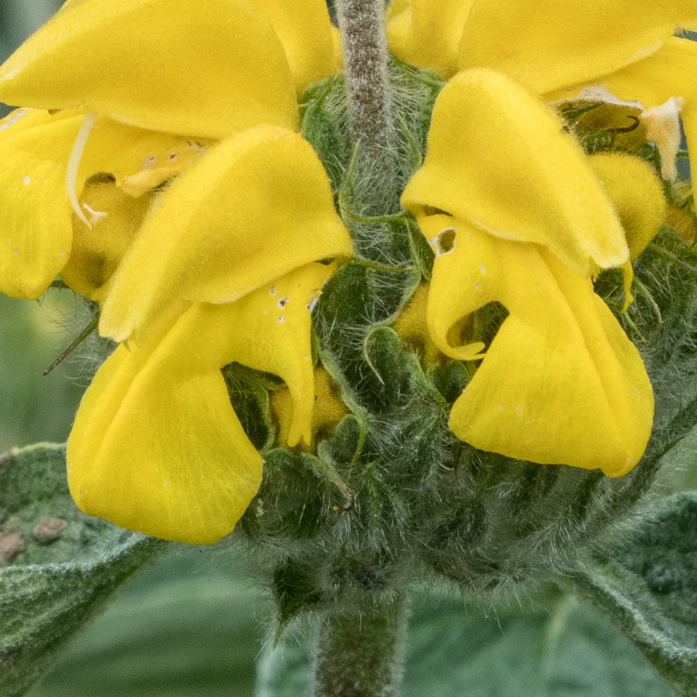 phlomis