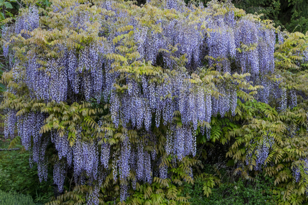 wisteria