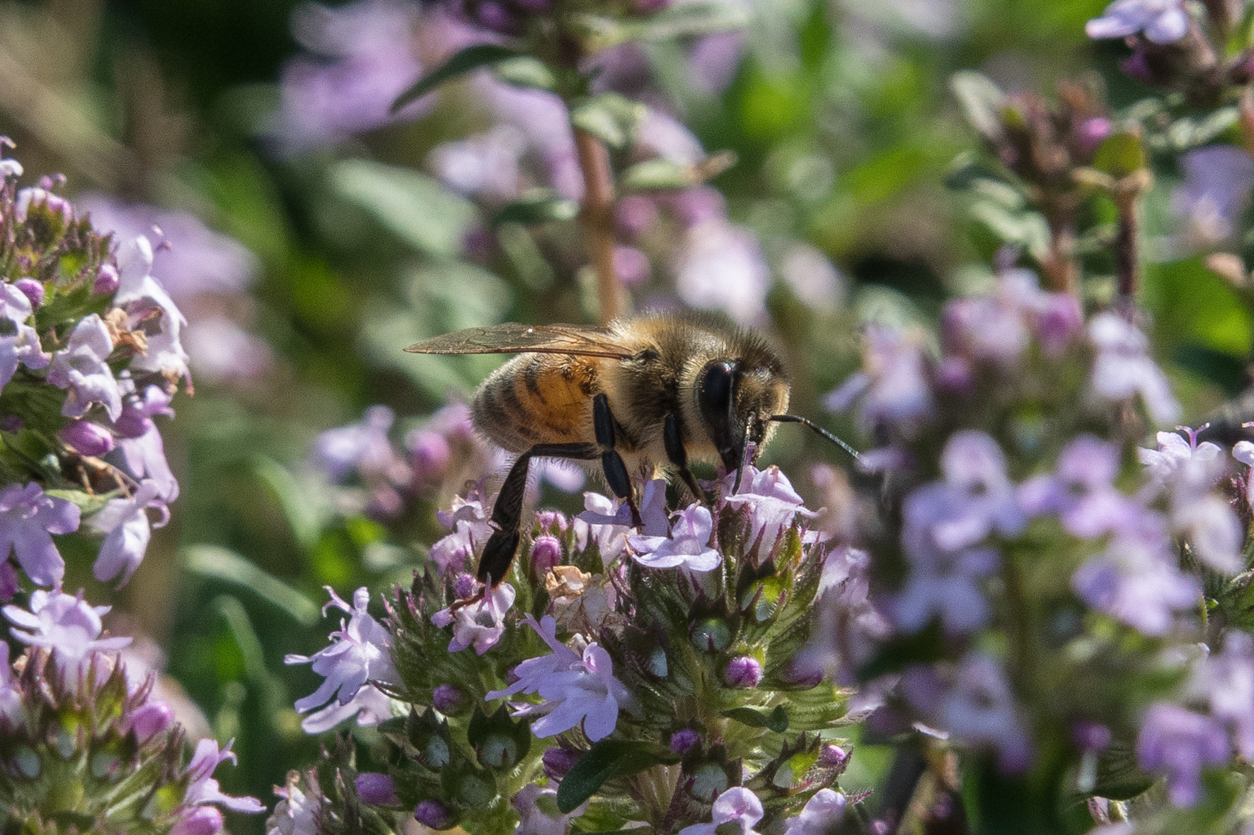 bee on thyme