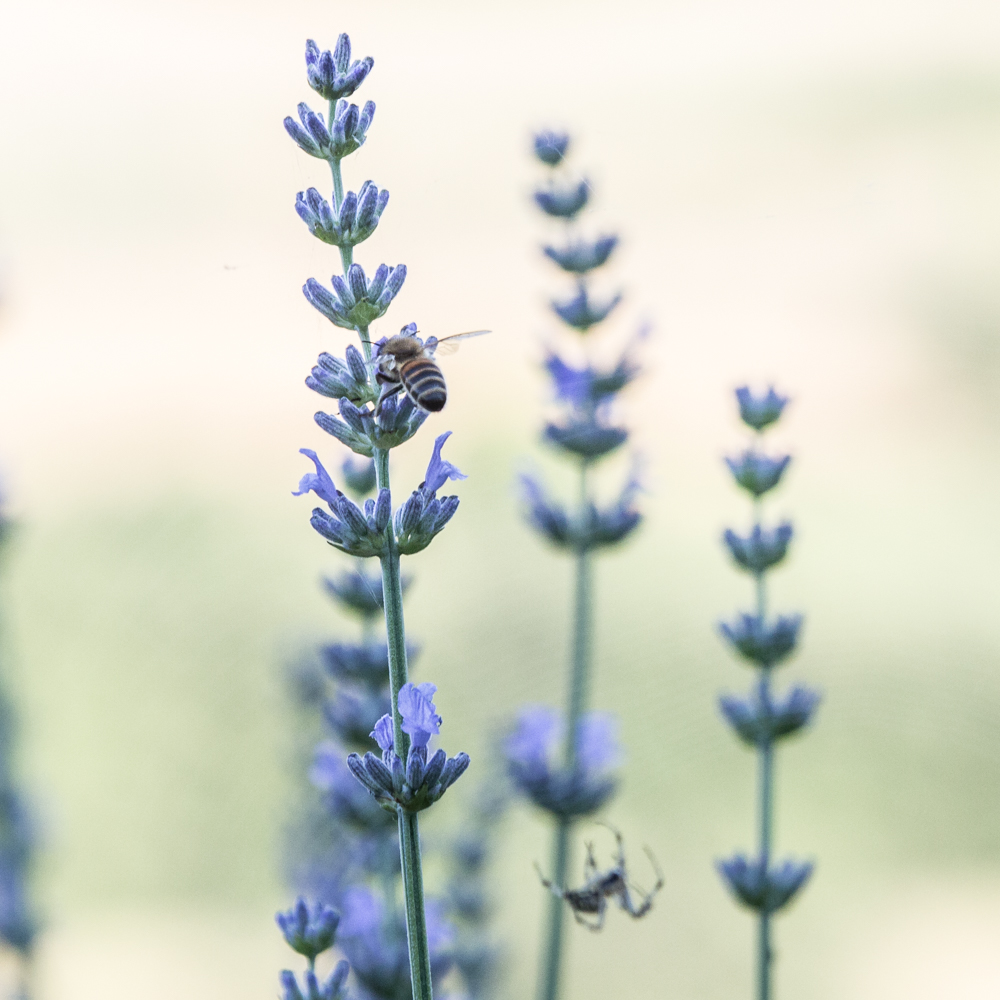 bee flies on lavender1a