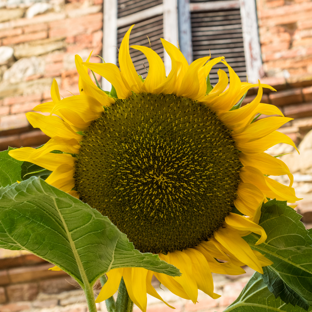 monterchi sunflower