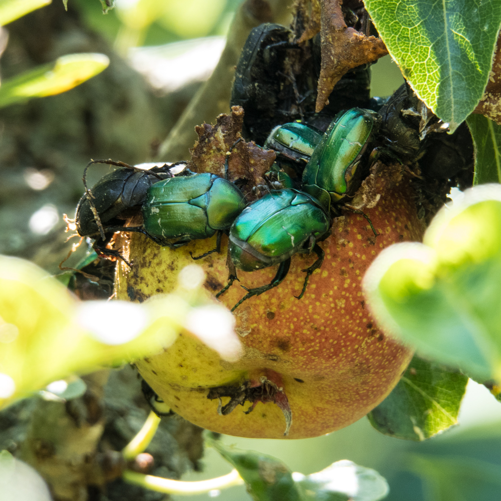 rose chafers and spider