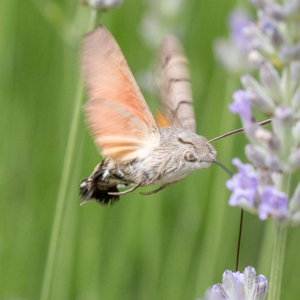 lavender insects-16 | dgcPhoto