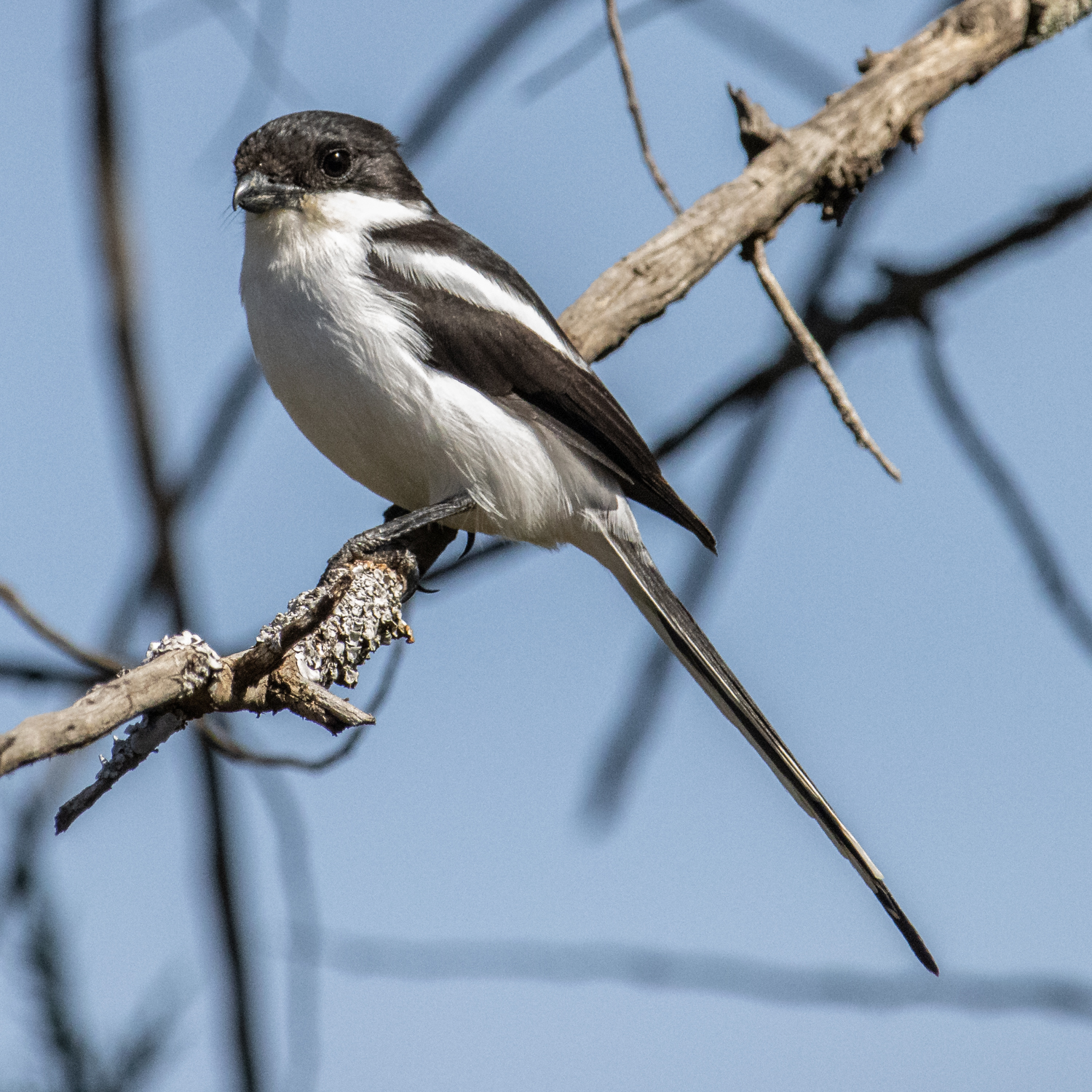 Common fiscal shrike 4-3 | dgcPhoto